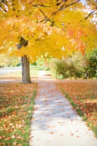 City of Canton- Streetscape